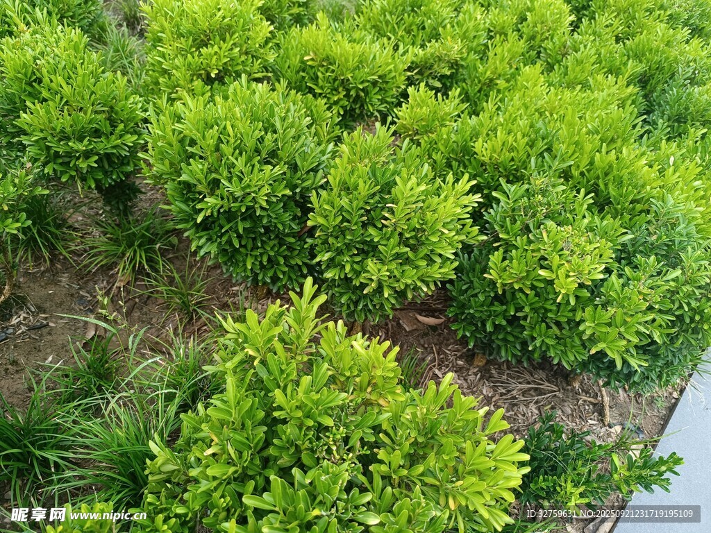翠绿灌木丛俯瞰景象