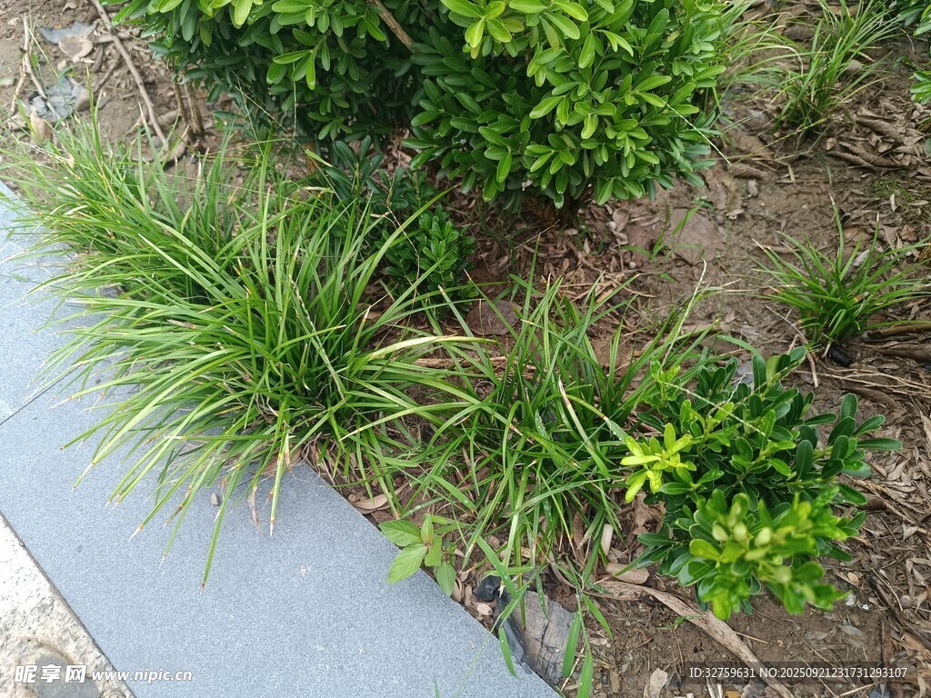 路边绿植景观