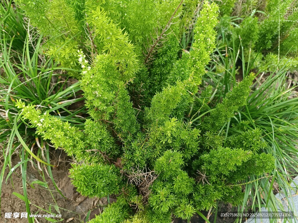 翠绿多肉植物生机盎然