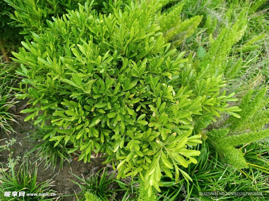 翠绿鲜嫩的欧芹植株