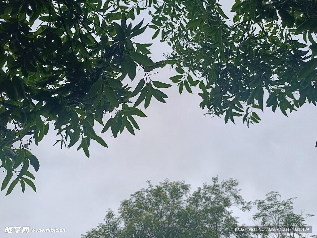 仰视绿树间的天空