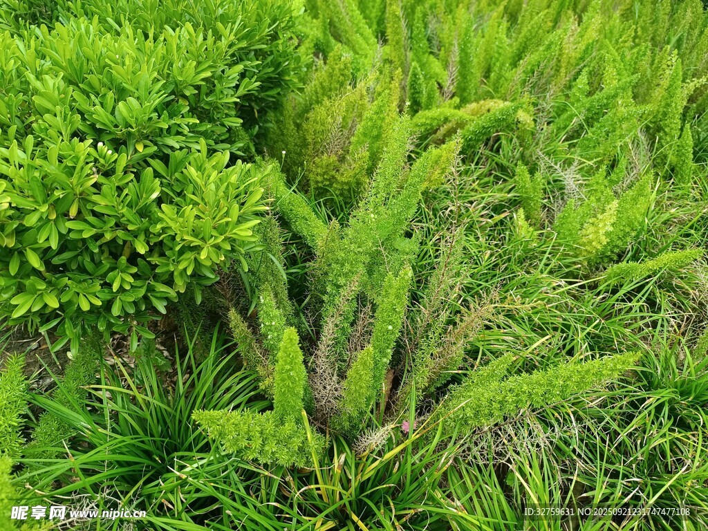 翠绿蕨类植物与绿植景观