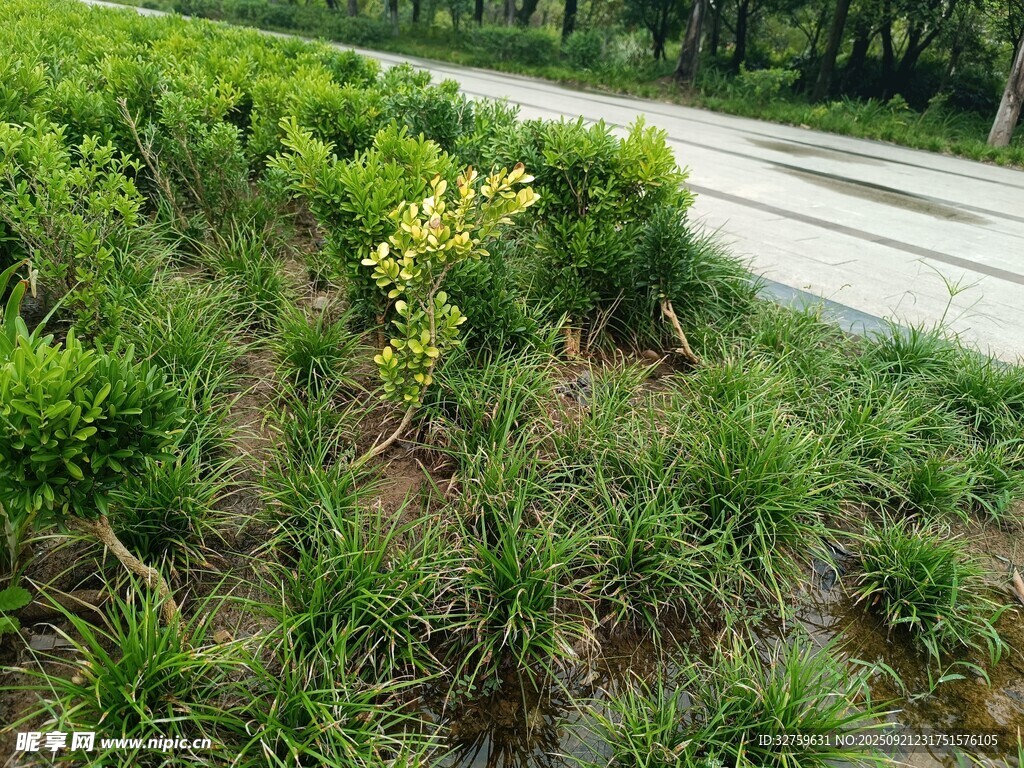 路边绿植景观
