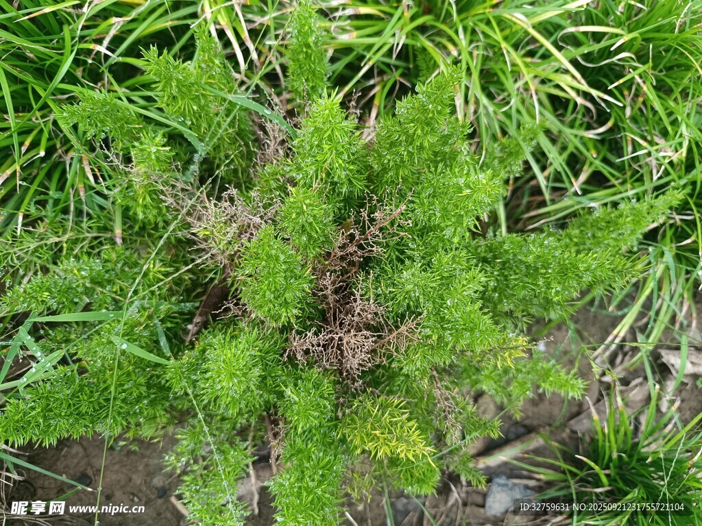 翠绿蓬勃的丛生植物