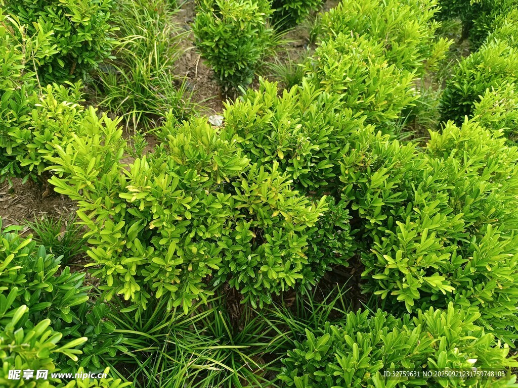 翠绿灌木植物景观