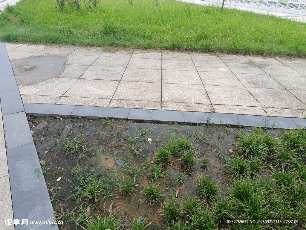 户外砖石步道旁的绿植