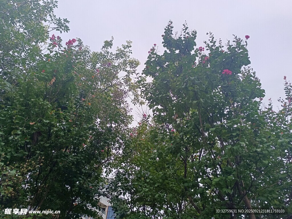 绿树成荫的自然景象