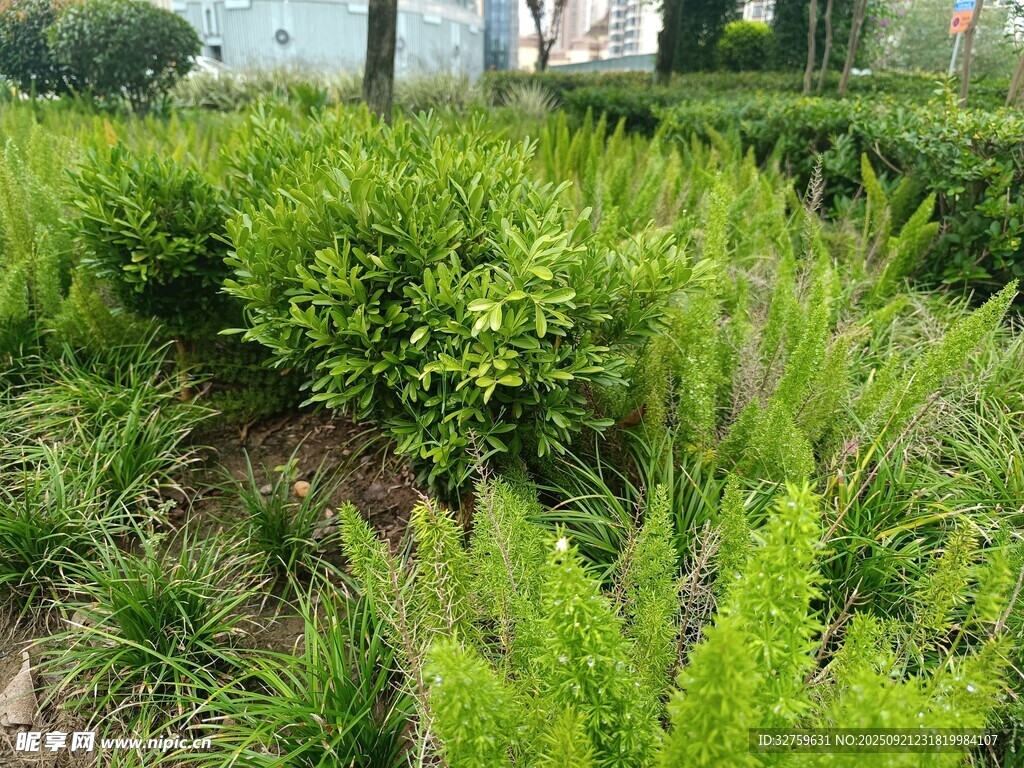 绿意盎然的庭院绿植景观