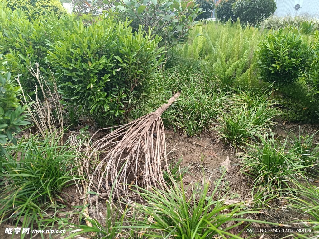 野外杂草丛生的植物场景