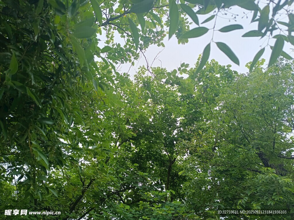仰视茂密翠绿的树冠