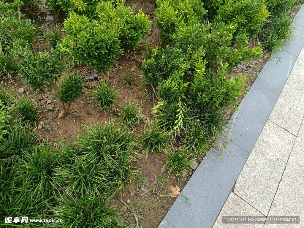 路边绿植景观