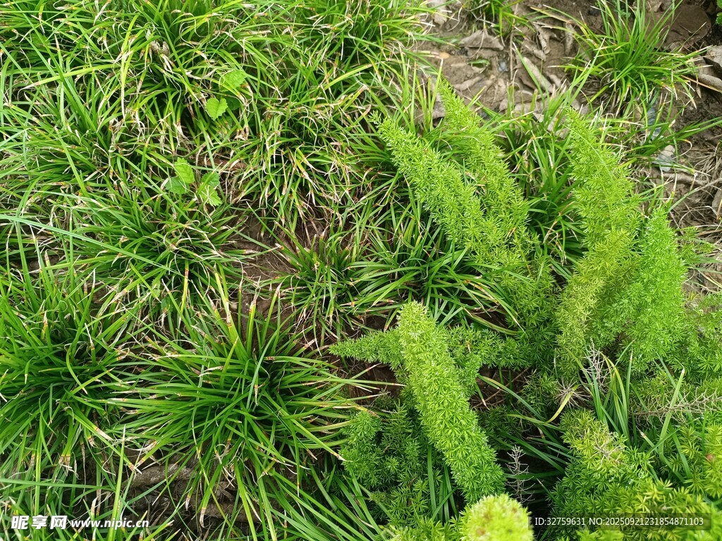 翠绿丛生草本植物景观