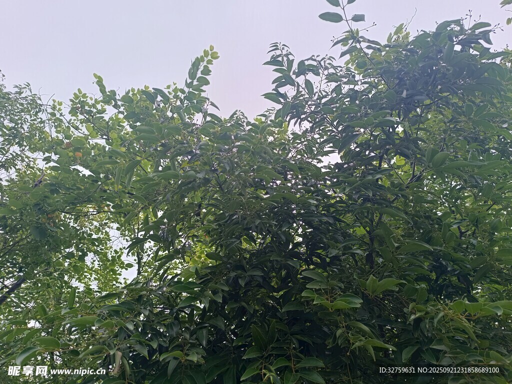 繁茂绿树 