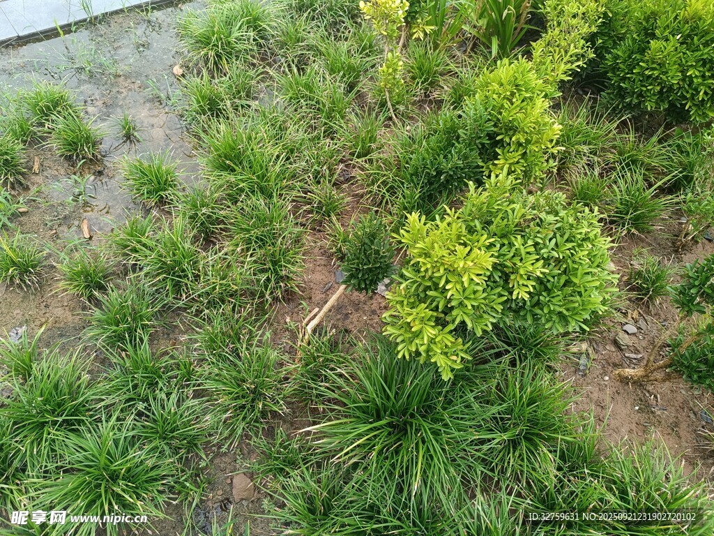 地面绿植景观