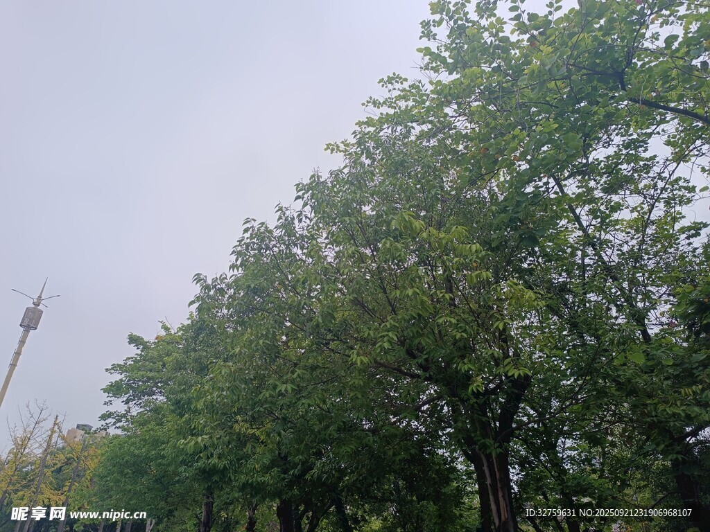 绿树成荫的自然景致