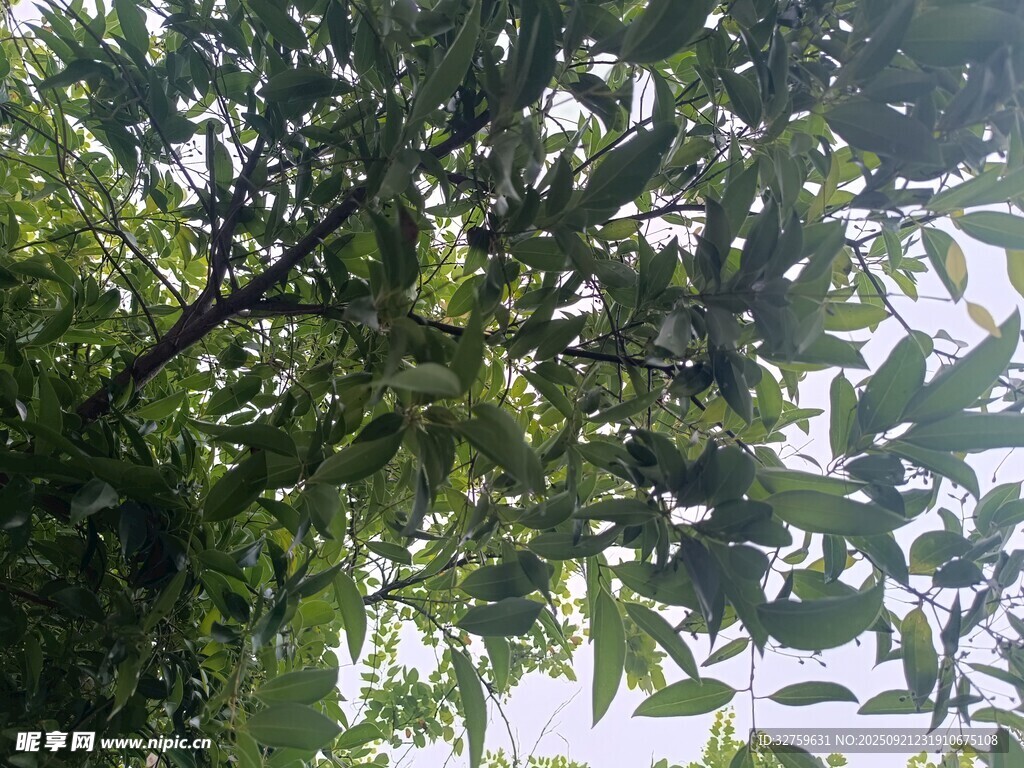 繁茂绿树 