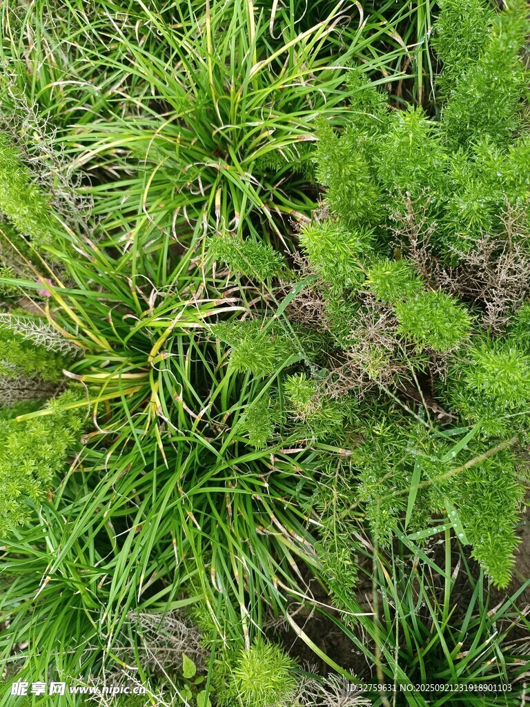 翠绿繁茂的丛生草本植物