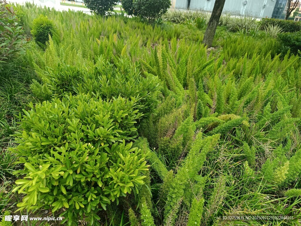 绿意盎然的户外植物景观