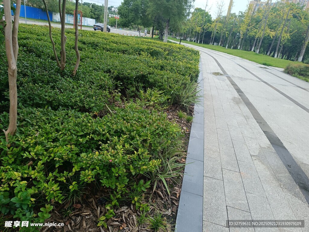 城市林荫步道旁的绿植景观