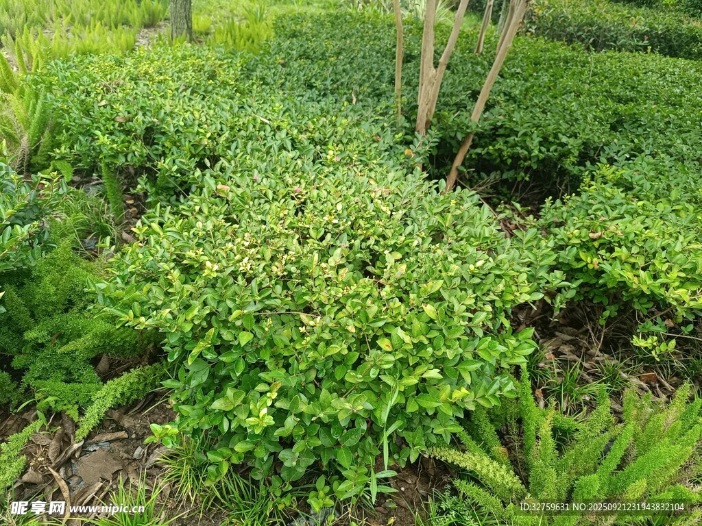 绿意盎然的林下植物景观