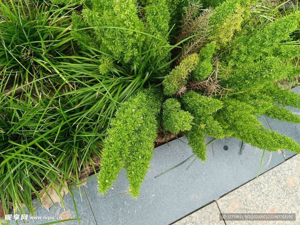 绿植装点的户外石板角落