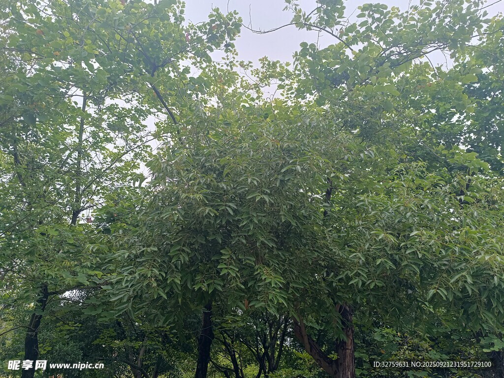 茂密树林绿意盎然