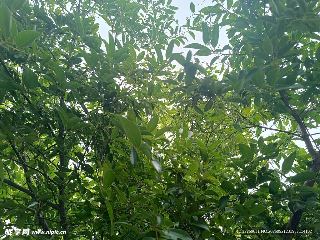 繁茂绿树 