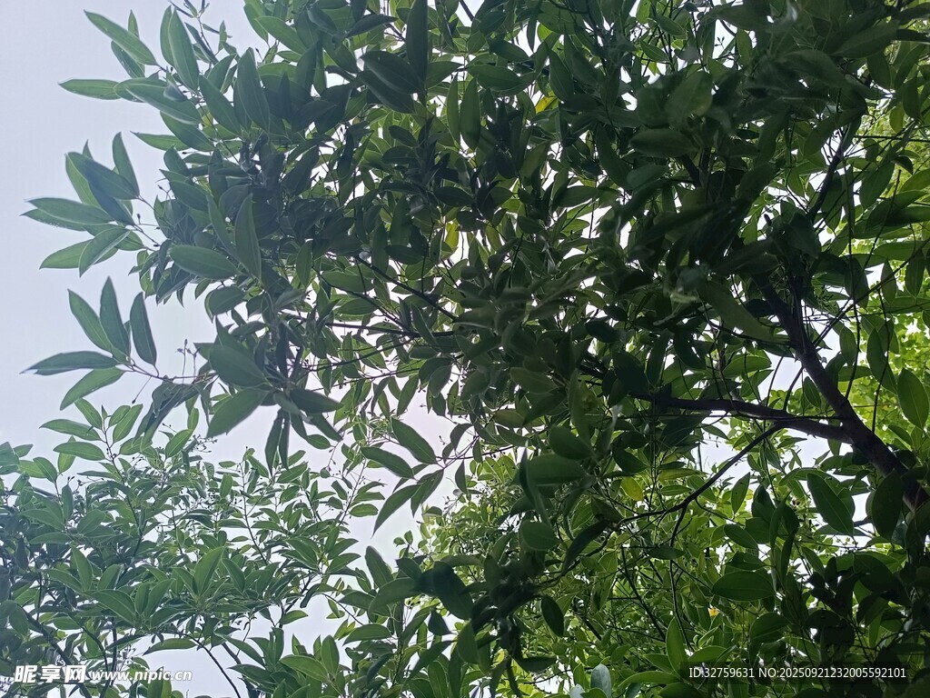 枝叶繁茂的绿树