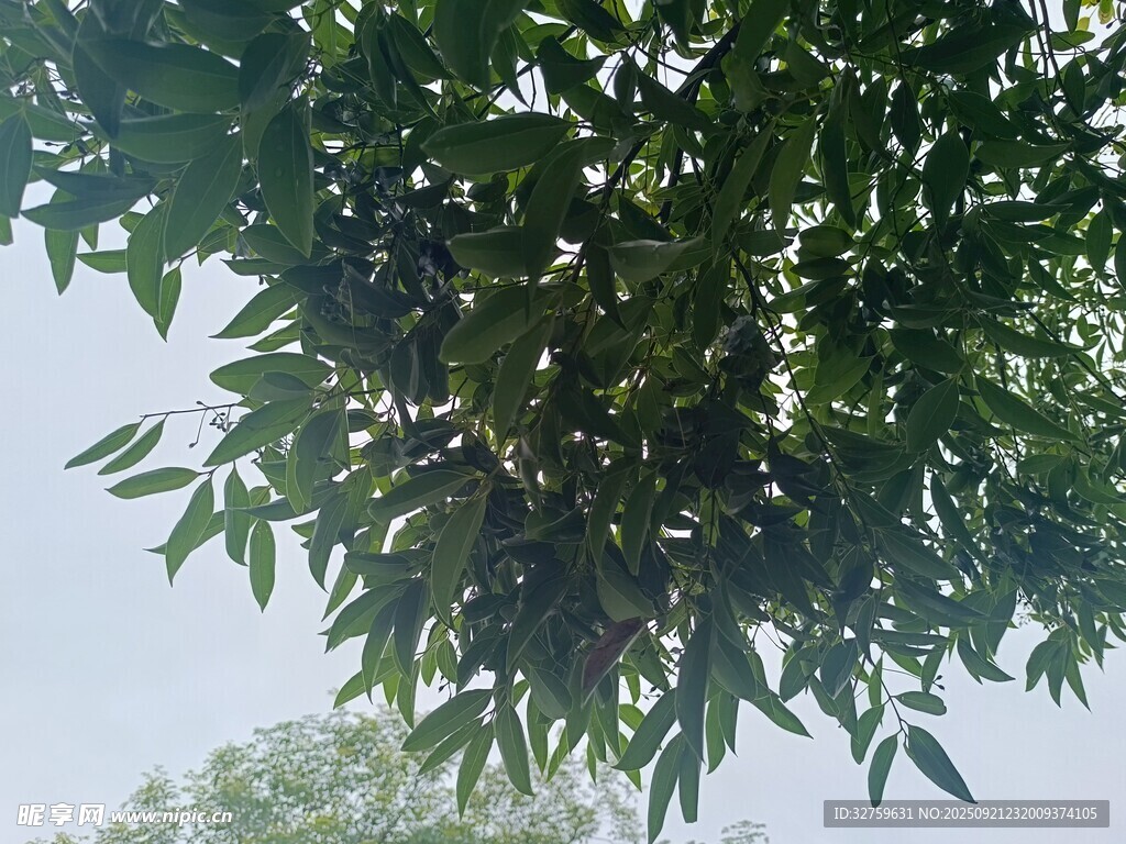绿叶繁茂的树枝