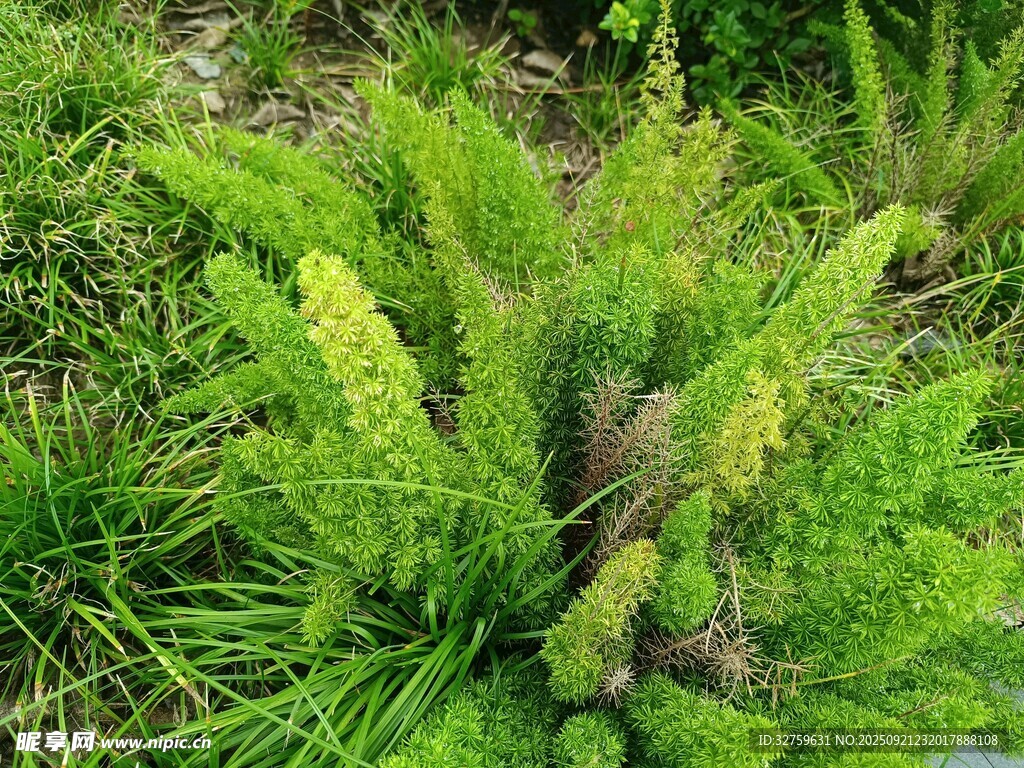 翠绿蕨类植物生机盎然