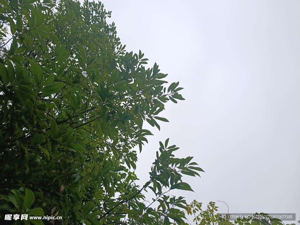 绿叶映灰白天空