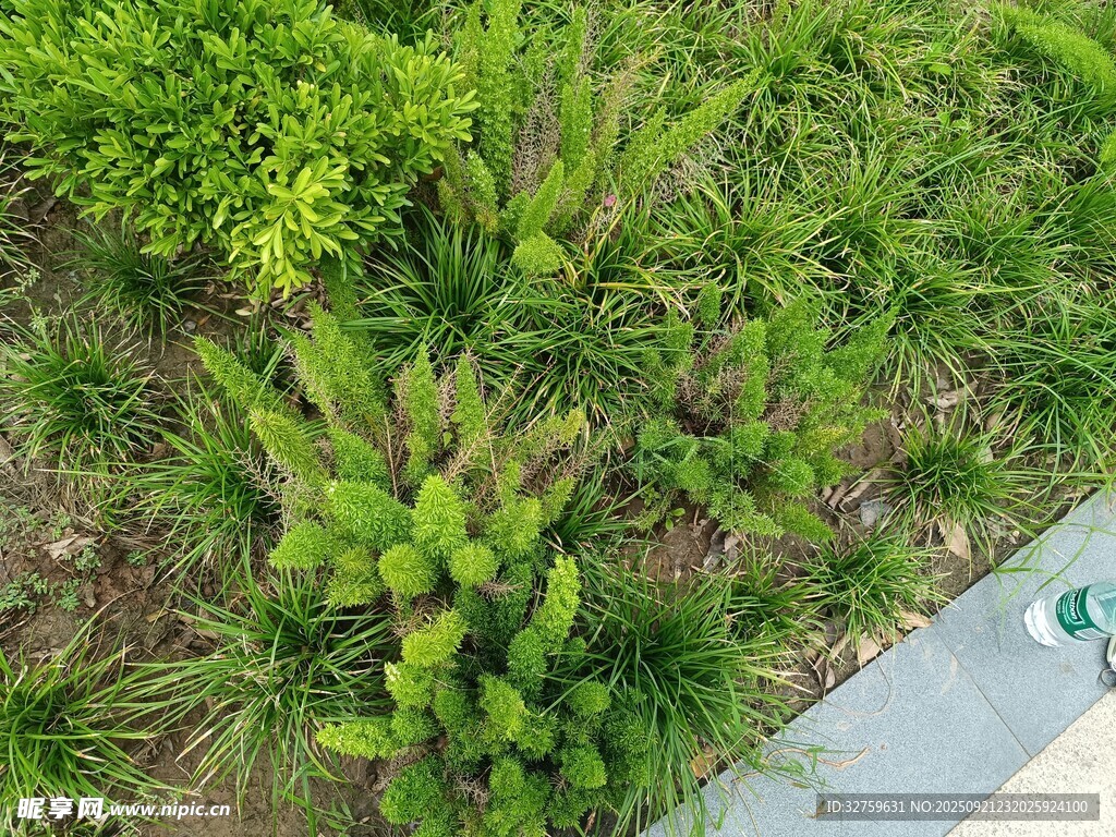 绿植景观