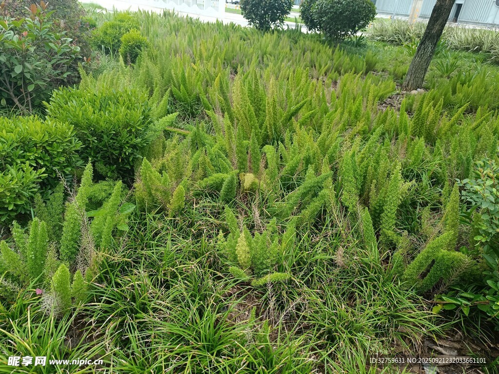 户外翠绿繁茂的植物景观