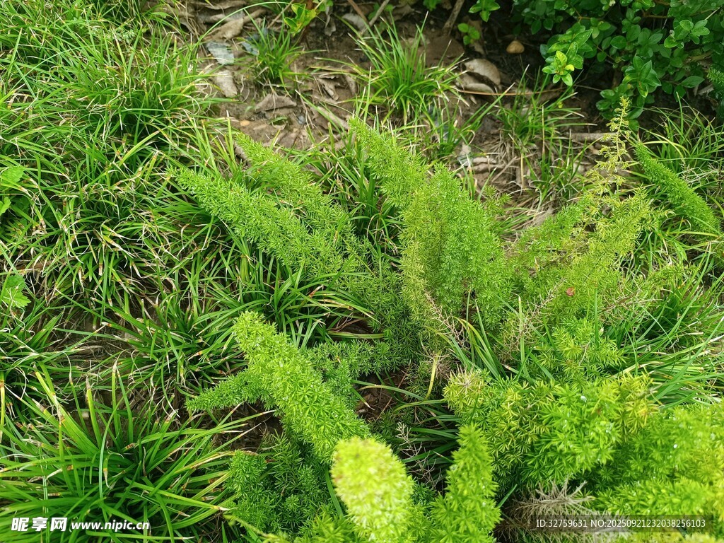 翠绿蕨类植物生机盎然