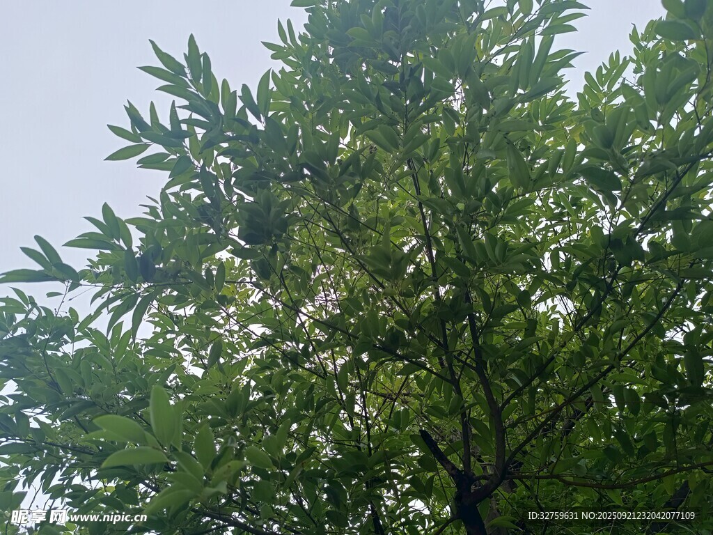 绿叶繁茂的树木