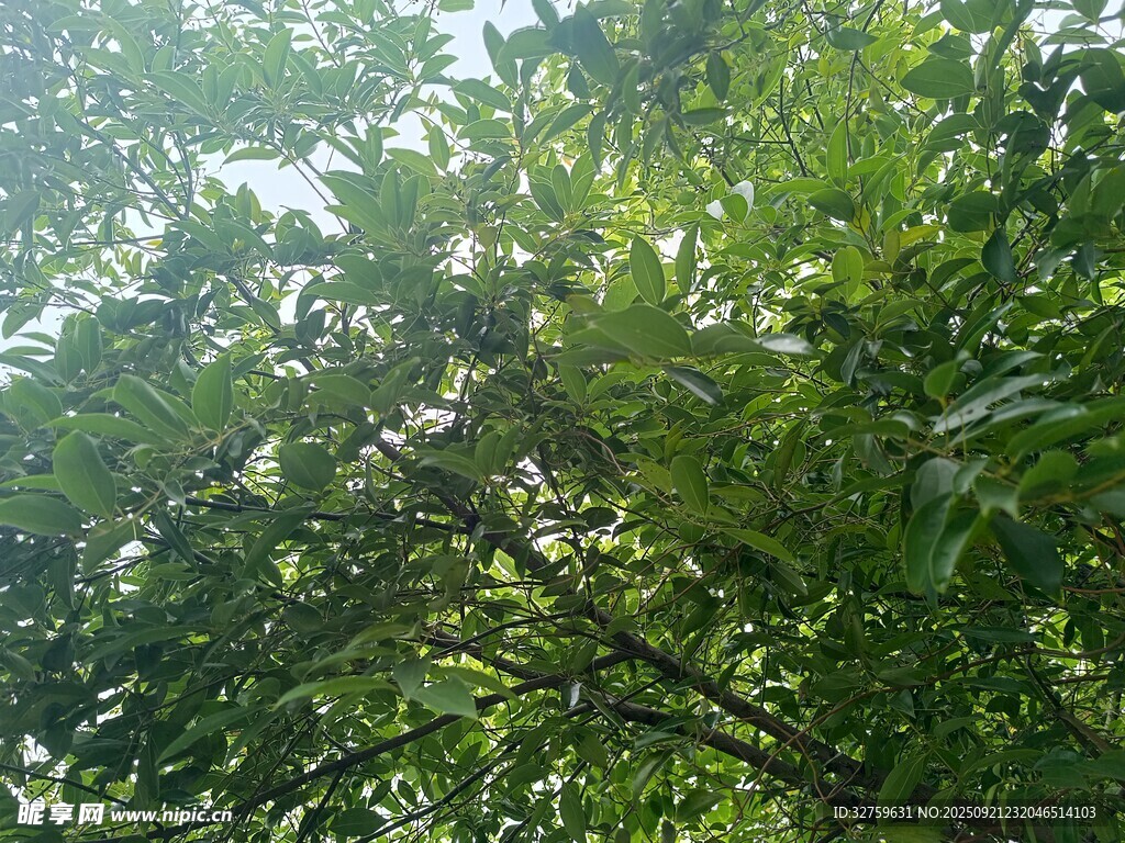 茂密绿叶间的自然景致