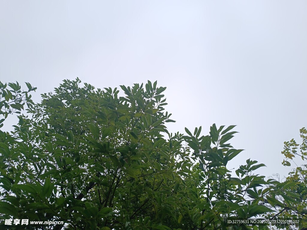 树梢之上的朦胧天空