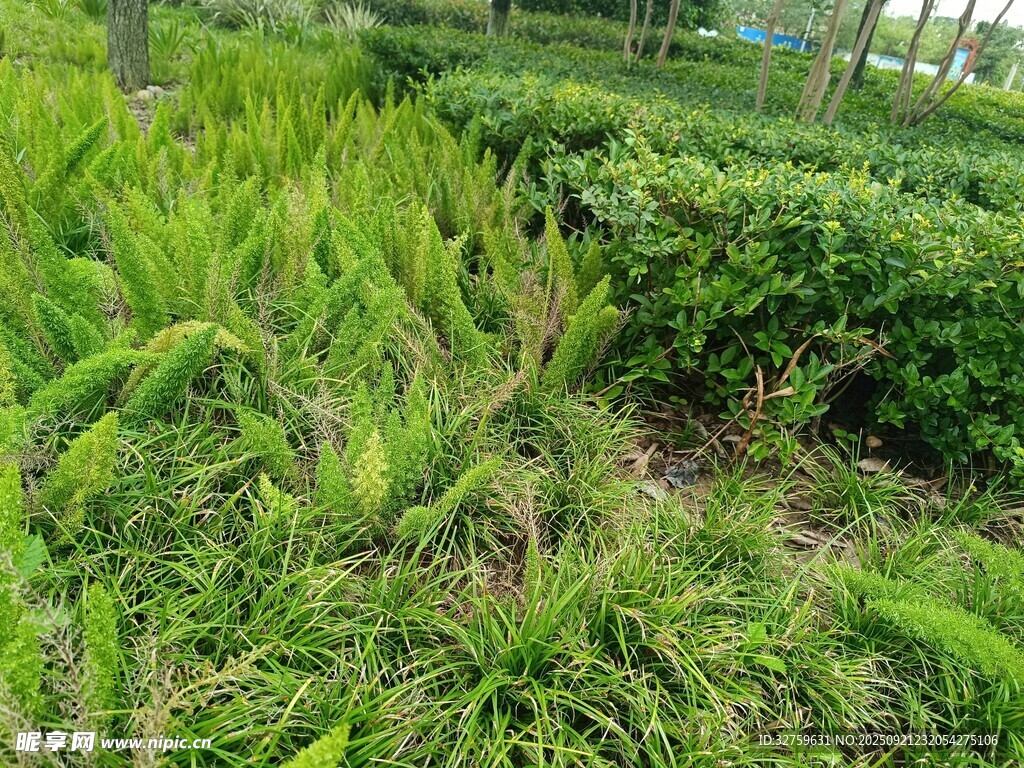 绿意盎然的户外植物景观