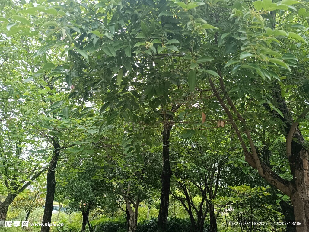 绿意盎然的树林景观