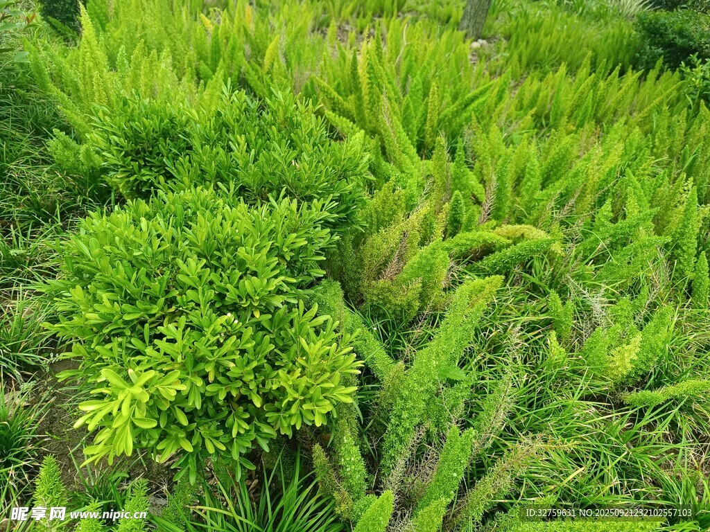 翠绿繁茂的蕨类植物景观