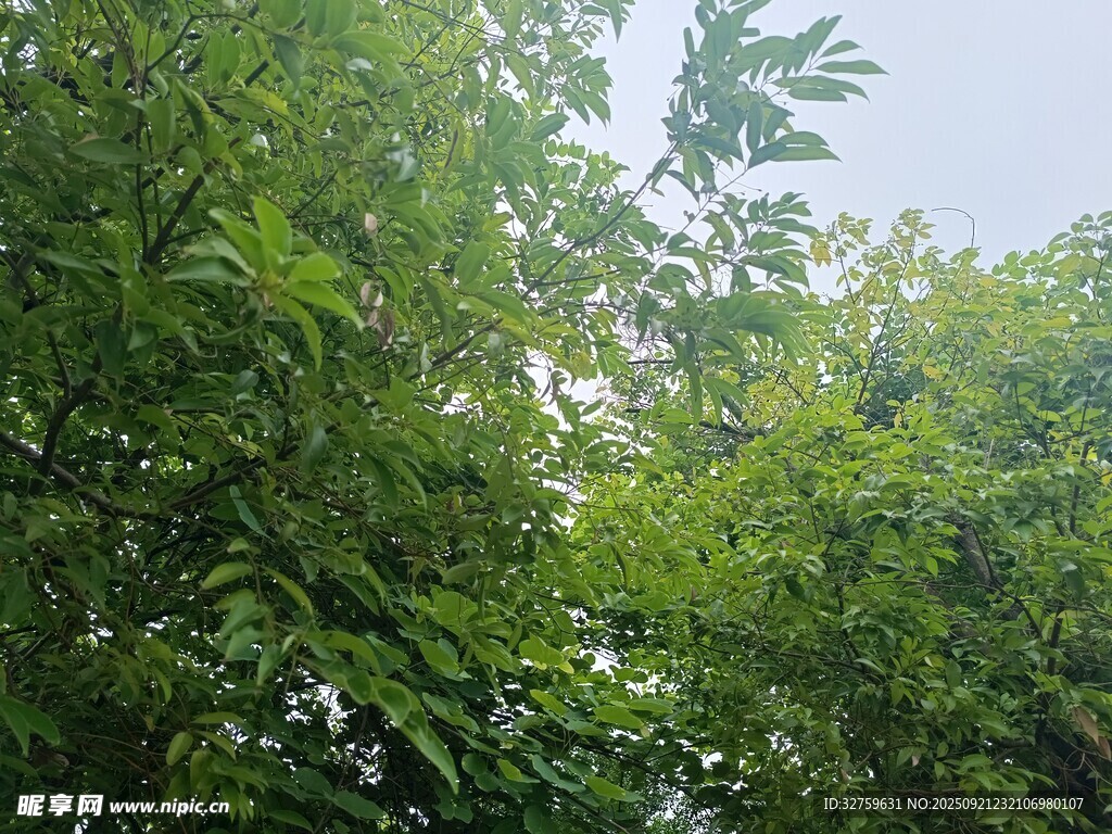 茂密绿意盎然的繁茂树林