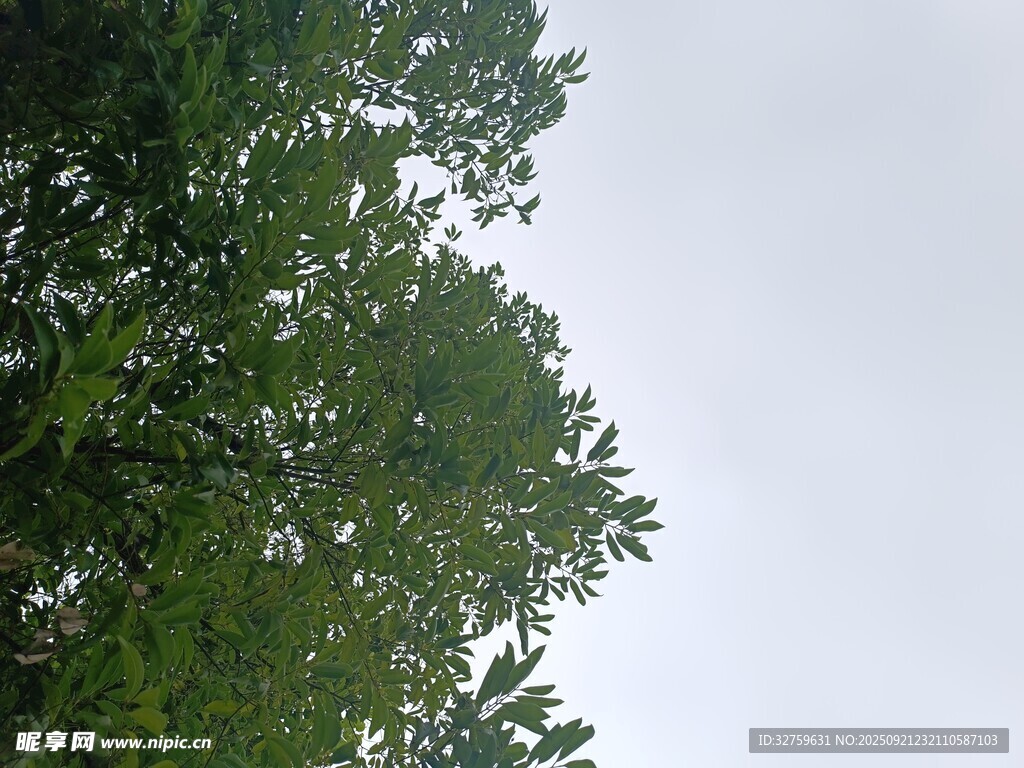 仰视茂密绿树与天空