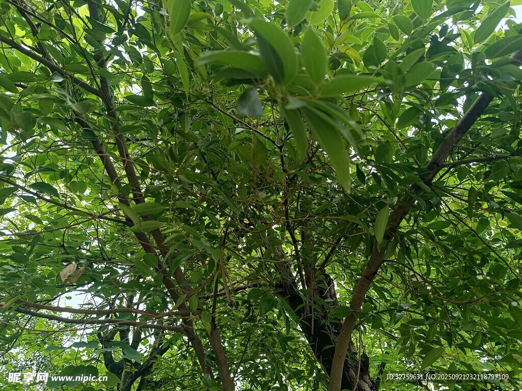 茂密竹林绿意盎然