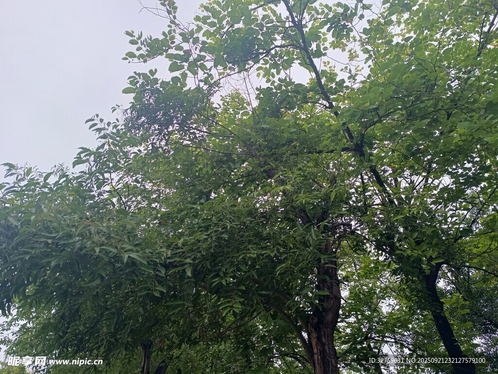 繁茂绿树展现自然生机