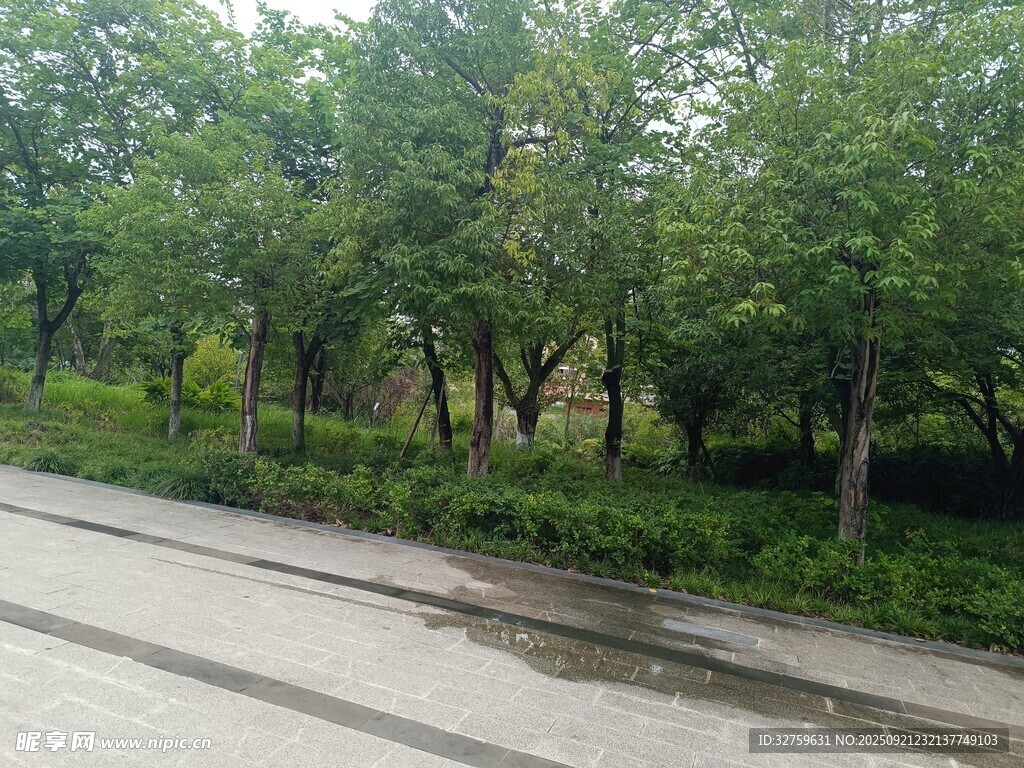 雨后路边葱郁树林景观