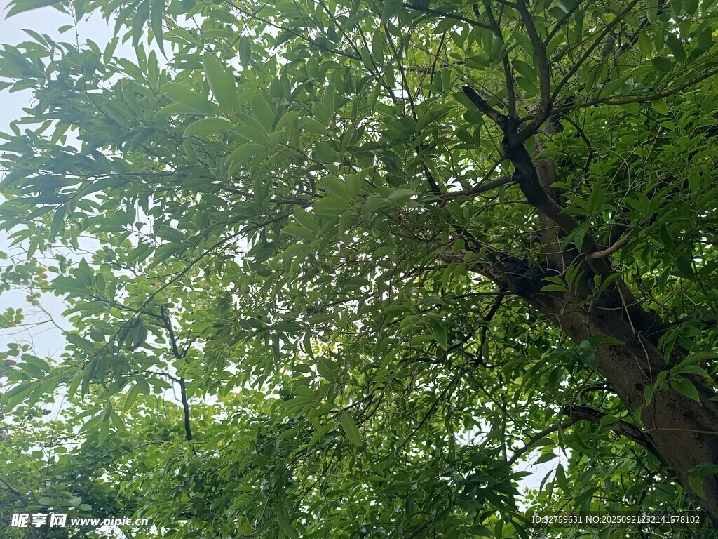 茂密绿树间的光影景致