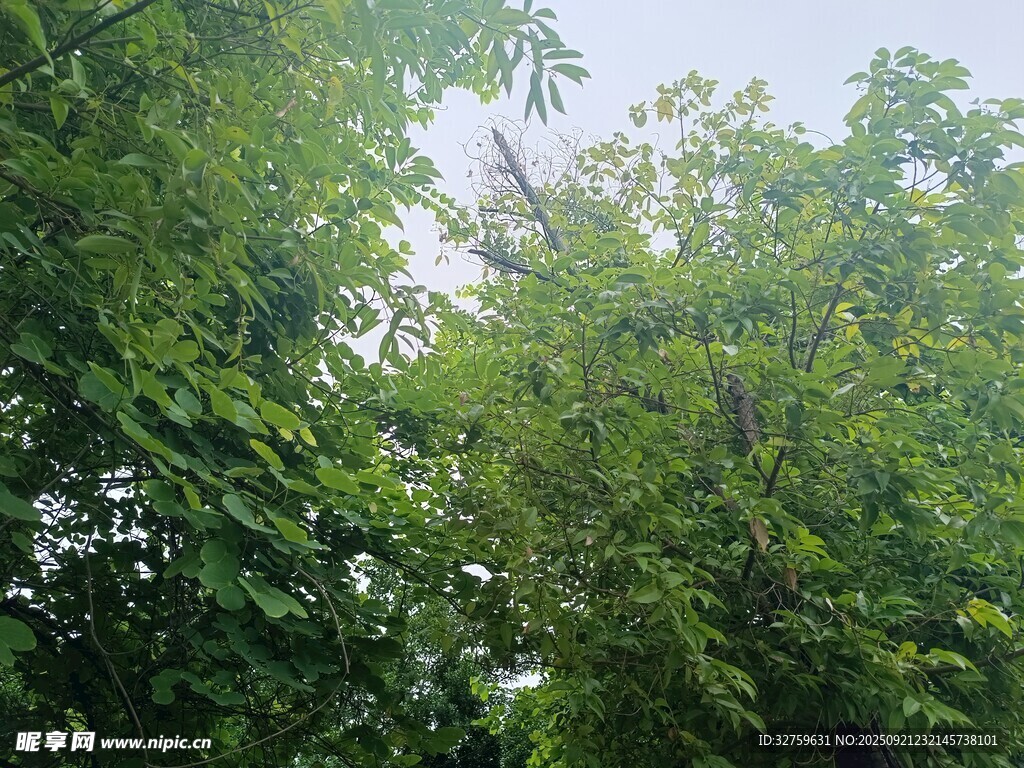 繁茂绿树 