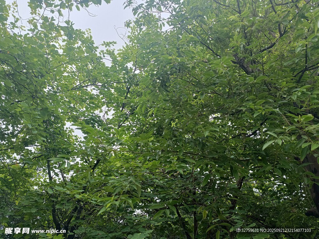 茂密绿树 