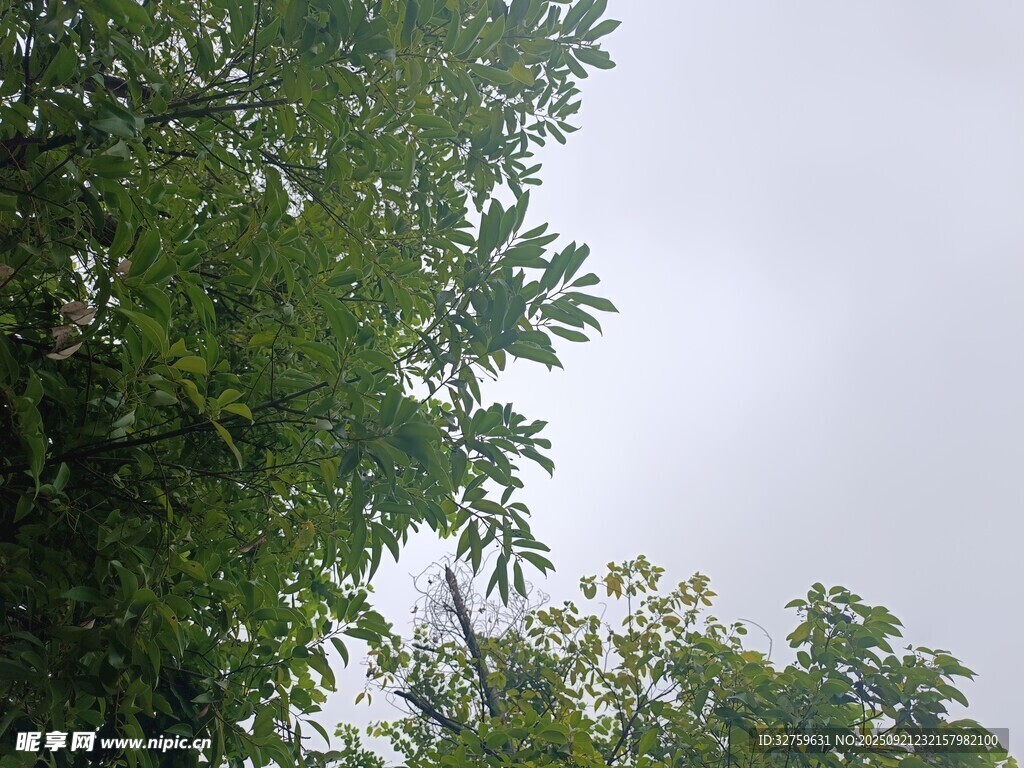 仰视茂密枝叶与天空