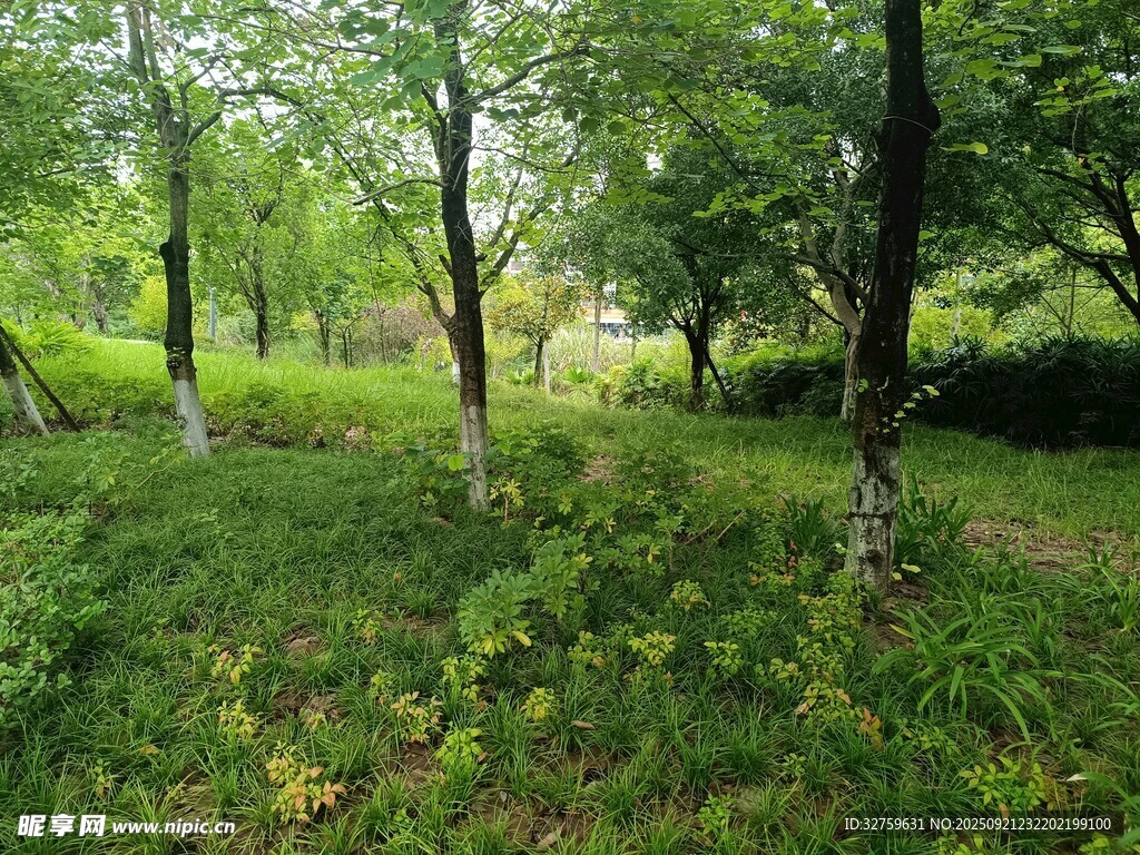 林间绿意盎然的自然景致